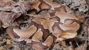 NC copperheads can vary in color. See what they could look like