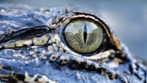 NC has lots of alligators. Here’s where you’re most likely to see one