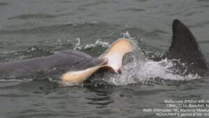 Mysterious cause of dolphin’s death found lodged behind its skull, NC experts say