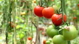 Is it the extreme heat or drought killing your NC tomato plants? Probably both