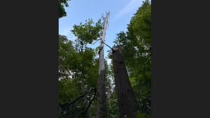 Dead tree in remote NC is hiding colony of rarely seen creatures, biologists say