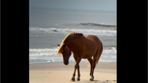 Tourists find ‘beloved’ wild stallion dead on NC’s Outer Banks, herd officials say