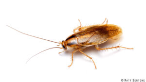 Both drought and rain draw cockroaches indoors in NC. How to keep them out