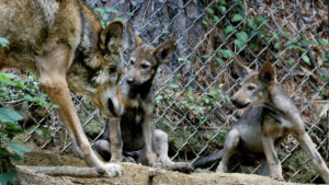 Calling wildlife lovers: New NC license plate could help this endangered animal