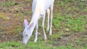 While on patrol, a Hillsborough police officer found a 1-in-30,000 creature
