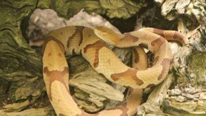 No, it wasn’t a copperhead. Germany’s World Cup team saw this lookalike snake