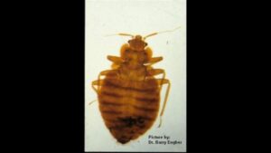 Bedbugs shut down DMV office in Durham for 2 weeks