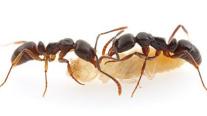 A stinging ant has invaded NC, and its bite can be deadly. How to ID it