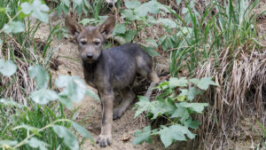 Museum of Life and Science debuts climate exhibit, welcomes red wolf pups