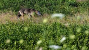 NCDOT plans safe crossings for endangered red wolves and lots of other animals