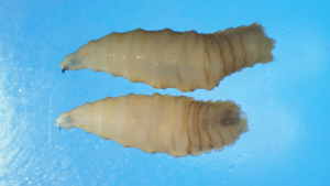 New World screwworm is back, and it can kill pets. How to treat it in NC