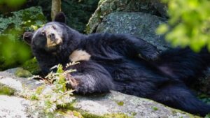 Sweet-toothed black bear Yonnie dies in NC mountains. She loved strawberry jelly.
