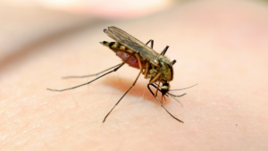 West Nile virus has been identified in Mecklenburg mosquitoes