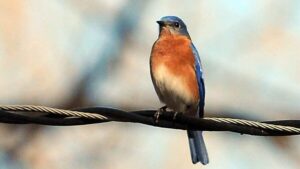 Why (and how) a little birdsong could make Raleigh’s urban spaces healthier