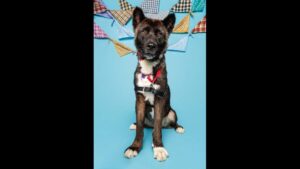 Durham’s longest-waiting shelter dog is still waiting for a forever home. Here’s why.