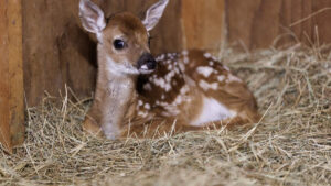 NC scientists are studying Triangle deer. Here's how their findings could be used.