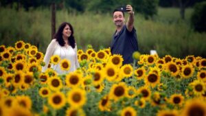 Dix Park’s sunflowers are in bloom. Here’s when and how to see them in Raleigh