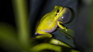 Small, green and looking for love: Why the frogs at this Wake park are so loud
