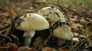 Can your dogs eat wild mushrooms that pop up after rain? NCSU vet has answers