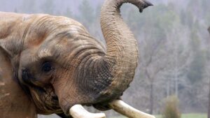 The NC Zoo’s Asia exhibit inches towards opening, with budget set to become law