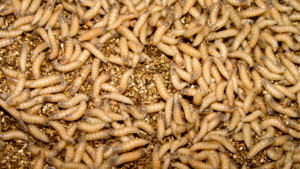 More New World screwworm has been detected. Latest updates for NC