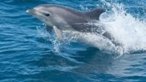 ‘Incredibly painful’ item was stuck in dead dolphin’s throat, NC researchers find