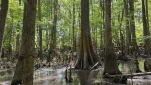 Conservation group buys hundreds of acres in Johnston County wilderness area