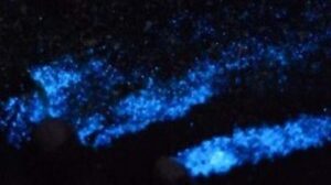 Electric blue waves at NC beaches? Best spots to see bioluminescence