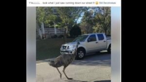 An escaped emu and a farmers fistfight — Today in Triangle history