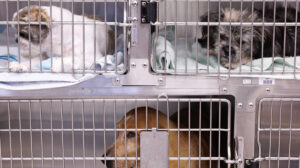 Durham is finally getting a new animal shelter. What's in it, and how long it will take?