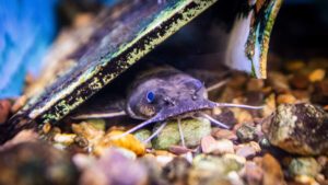 An ark for the unloved: this Raleigh lab breeds the state’s rarest aquatic species