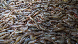 Shrimp from 22 NC restaurants were tested. Only half served ‘wild-caught’