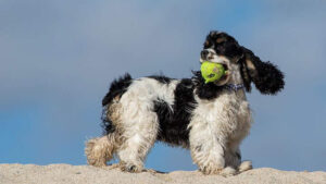 Dog food meant to be trashed wound up in stores. It might have metal, plastic