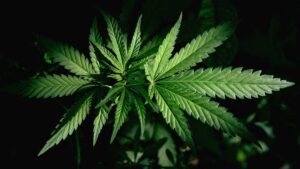 NC Republicans strike hemp deal and Senate passes it. Will the House act?