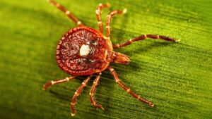 Rare Bourbon virus was identified in North Carolina, now back in the news